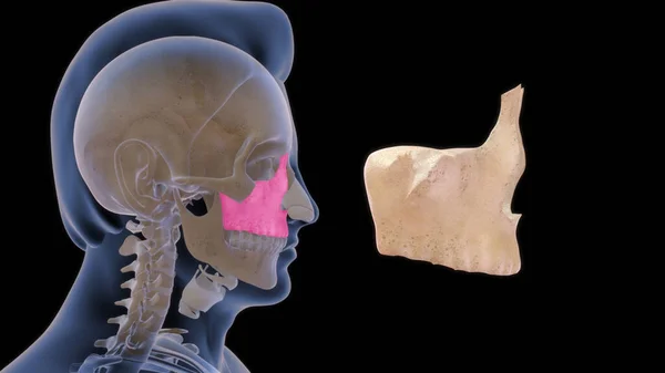 上顎骨人間の解剖学3Dイラスト — ストック写真