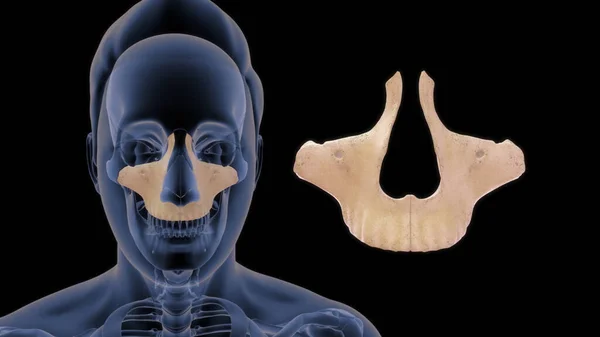 Üst Çene Kemiği Insan Anatomisi Illüstrasyon — Stok fotoğraf