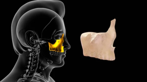 Maxillary Ben Mänsklig Anatomi Illustration — Stockfoto