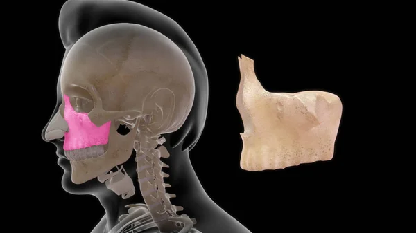 上顎骨人間の解剖学3Dイラスト — ストック写真