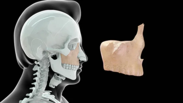 上颌骨人体解剖学3D图解 — 图库照片