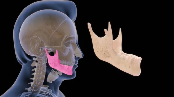 Anatomia Ossea Umana Illustrazione — Foto Stock