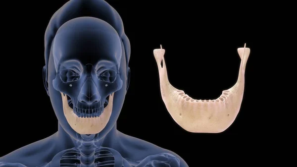 Anatomia Kości Człowieka Ilustracja — Zdjęcie stockowe