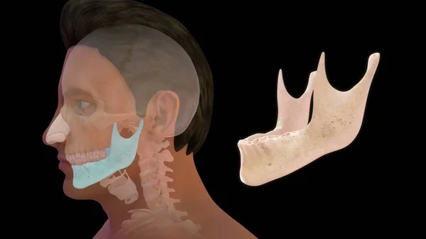 Anatomia Kości Człowieka Ilustracja — Zdjęcie stockowe
