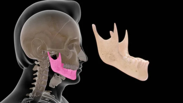 Anatomia Óssea Humana Ilustração — Fotografia de Stock