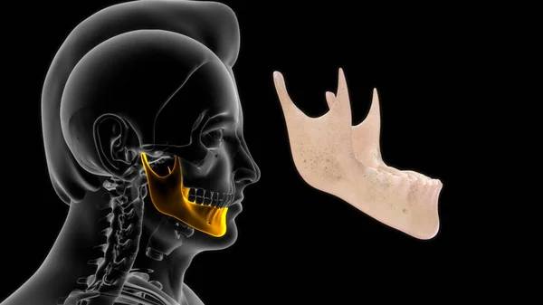 Nsan Kemiği Anatomisi Illüstrasyon — Stok fotoğraf