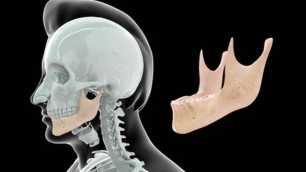 Anatomie Menschlicher Knochen Illustration — Stockfoto