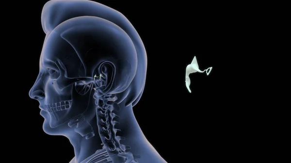 Медиальная Стена Среднего Уха Иллюстрации — стоковое фото