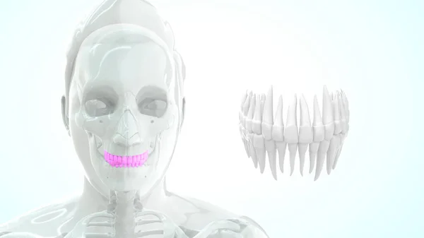 骨骼人体解剖和上牙 3D图解 — 图库照片