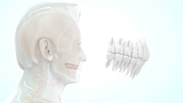 Osso Anatomia Humana Dentes Superiores Ilustração — Fotografia de Stock