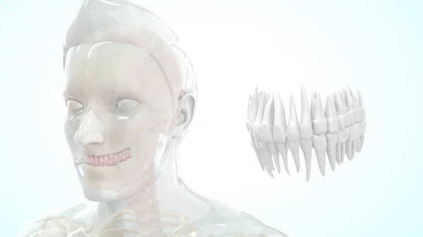 Kemik Insan Anatomisi Üst Dişler Boyutlu Illüstrasyon — Stok fotoğraf