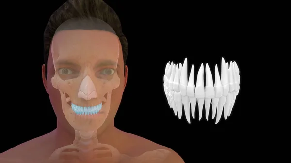 Anatomía Humana Ósea Dientes Superiores Ilustración —  Fotos de Stock