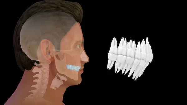 Osso Anatomia Humana Dentes Superiores Ilustração — Fotografia de Stock