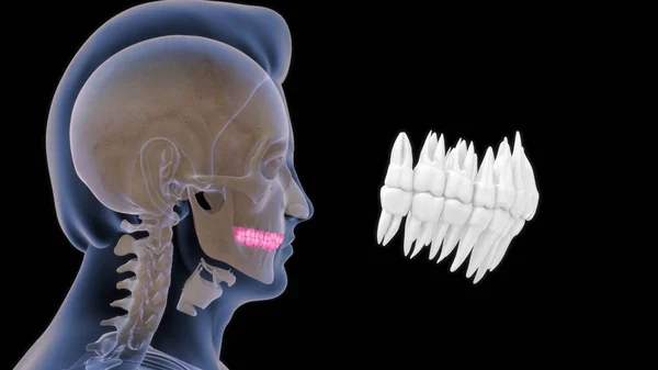 Anatomie Humaine Osseuse Dents Supérieures Illustration — Photo