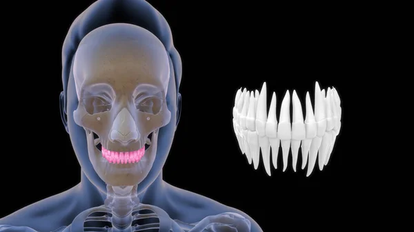 Anatomía Humana Ósea Dientes Superiores Ilustración —  Fotos de Stock