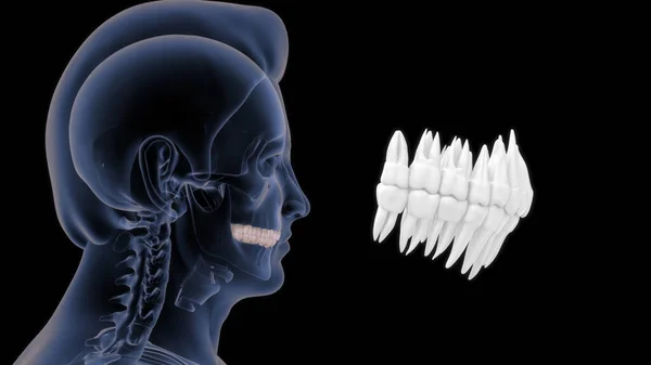 Ludzka Anatomia Kości Górne Zęby Ilustracja — Zdjęcie stockowe