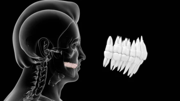 Knochen Menschliche Anatomie Und Obere Zähne Illustration — Stockfoto