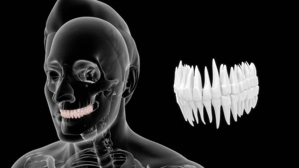 Knochen Menschliche Anatomie Und Obere Zähne Illustration — Stockfoto