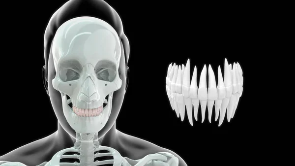 Οστά Ανθρώπινη Ανατομία Και Άνω Δόντια Εικονογράφηση — Φωτογραφία Αρχείου