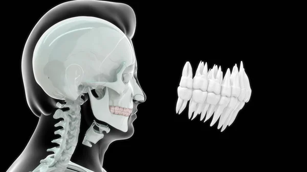 Ben Mänsklig Anatomi Och Övre Tänder3D Illustration — Stockfoto