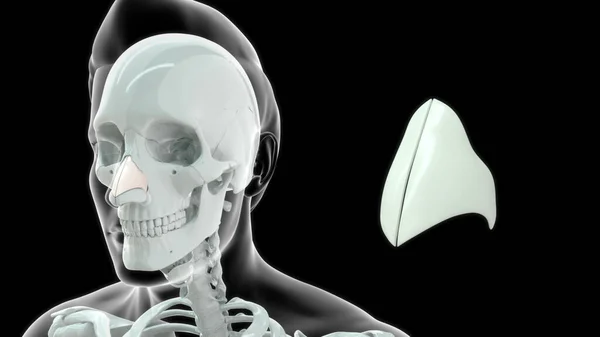 Emberi Torok Csont Anatómia Illusztráció — Stock Fotó