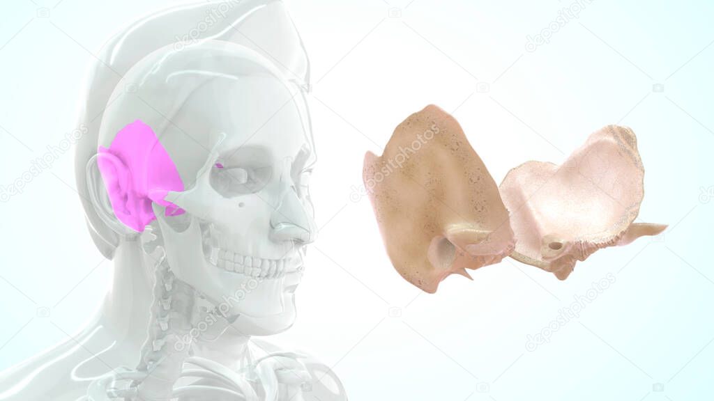 human  bone anatomy 3d illustration