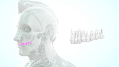  kemik insan anatomisi ve üst diş 3D illüstrasyon