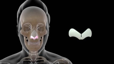 İnsan boğazı anatomisi 3D illüstrasyon