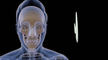 İnsan boğazı anatomisi 3D illüstrasyon