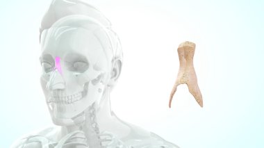 human throat bone anatomy 3d illustration clipart