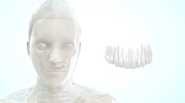 Кісткова Анатомія Людини Верхні Зуби3D Ілюстрація — стокове фото