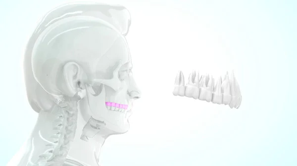Anatomia Umana Ossea Denti Superioriillustrazione — Foto Stock