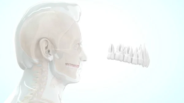Анатомия Кости Человека Верхняя Часть Зуба Иллюстрация — стоковое фото