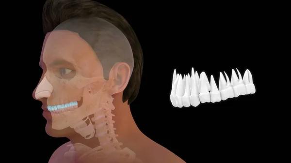 Osso Anatomia Humana Teeth3D Superior Ilustração — Fotografia de Stock