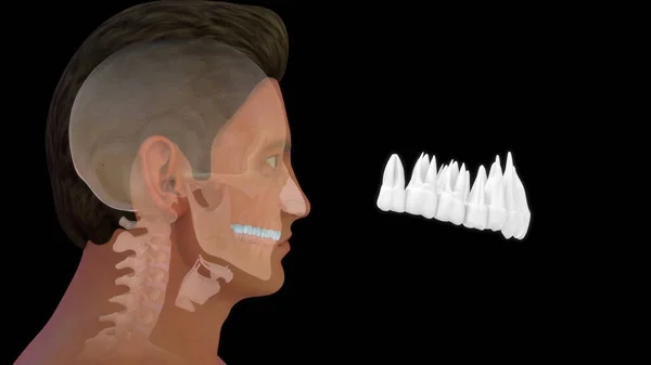 Osso Anatomia Humana Teeth3D Superior Ilustração — Fotografia de Stock