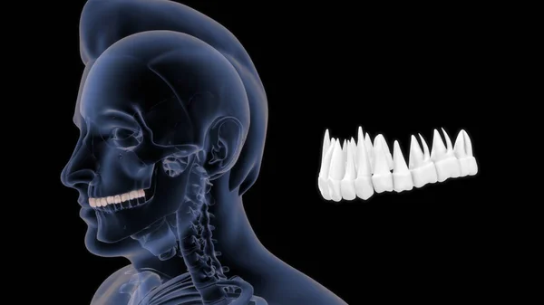 Анатомия Кости Человека Верхняя Часть Зуба Иллюстрация — стоковое фото