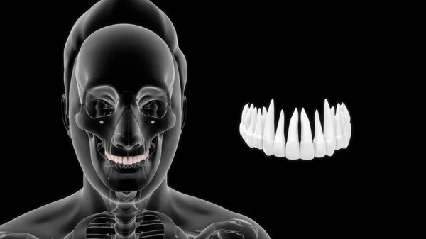 Ludzka Anatomia Kości Górny Ząb Ilustracja — Zdjęcie stockowe