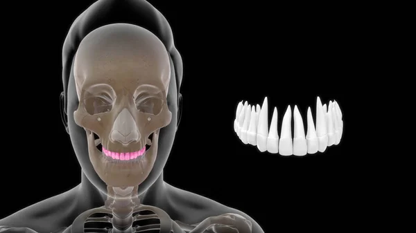 Anatomi Manusia Tulang Dan Ilustrasi Teeth3D Atas — Stok Foto