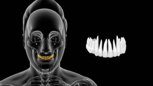 Anatomía Humana Ósea Dientes Superiores3D Ilustración —  Fotos de Stock