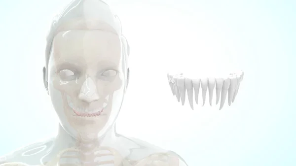 Csont Humán Anatómia Felső Fogak3D Illusztráció — Stock Fotó