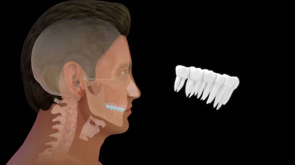 Ben Mänsklig Anatomi Och Övre Tänder3D Illustration — Stockfoto
