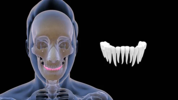 骨骼人体解剖与上颌三维图解 — 图库照片