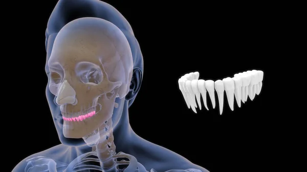 Osso Anatomia Humana Teeth3D Superior Ilustração — Fotografia de Stock