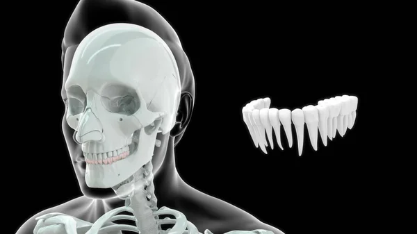 Knochen Menschliche Anatomie Und Obere Zähne Illustration — Stockfoto
