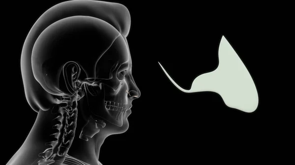Anatomie Menschlicher Kehlkopfknochen Illustration — Stockfoto