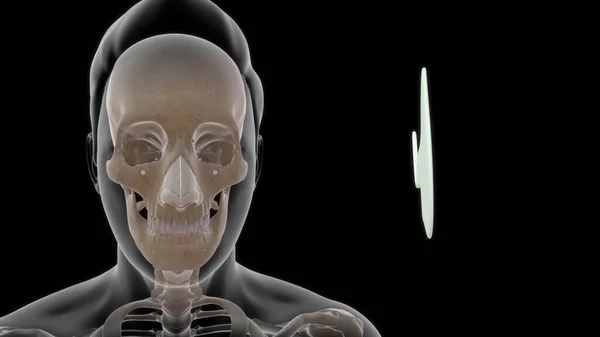 Анатомія Кістки Людського Горла Ілюстрація — стокове фото