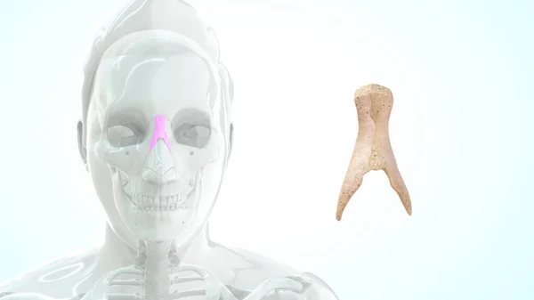 Emberi Torok Csont Anatómia Illusztráció — Stock Fotó