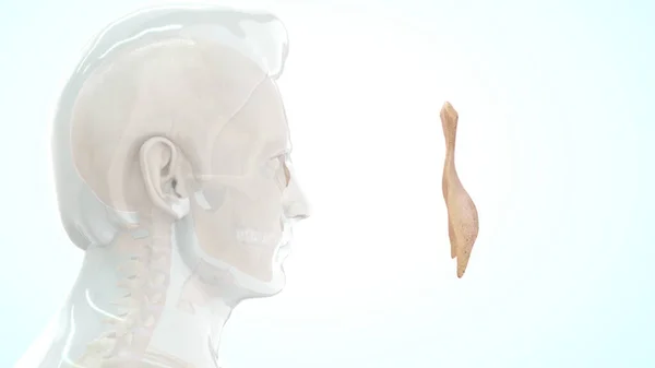 Анатомия Позвоночника Человека Иллюстрация — стоковое фото