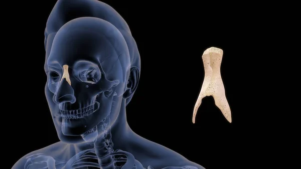 Menselijke Keel Bot Anatomie Illustratie — Stockfoto