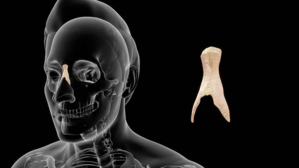 Humana Garganta Osso Anatomia Ilustração — Fotografia de Stock